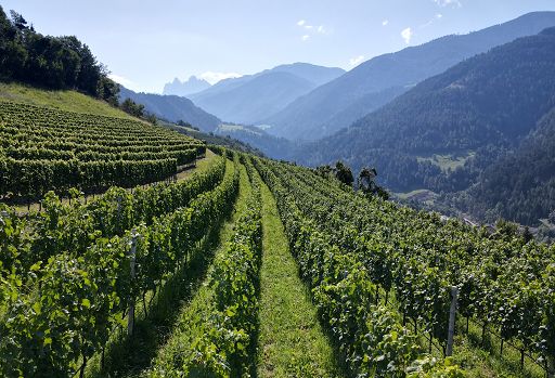 Vendemmia, Cantina Valle Isarco: quantità stabile con uva perfetta