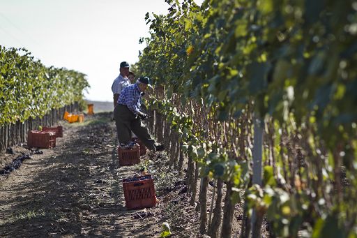 Vignaioli Morellino di Scansano: ottima vendemmia grazie a “Sos Wine”