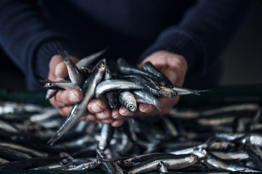 Pesca, Spagna rafforza protezione sardine nel Mediterraneo