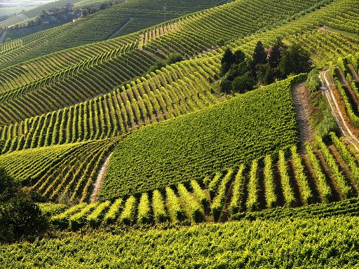 Vendemmia, Cons. Barbera Asti e vini Monferrato: -30% ma uve belle