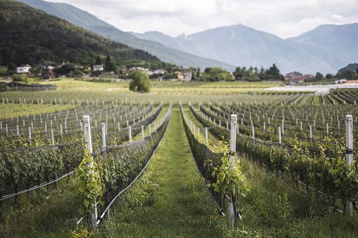 Vino, in Trentino il 27-28 ottobre c’è “Reboro, Territorio e Passione”