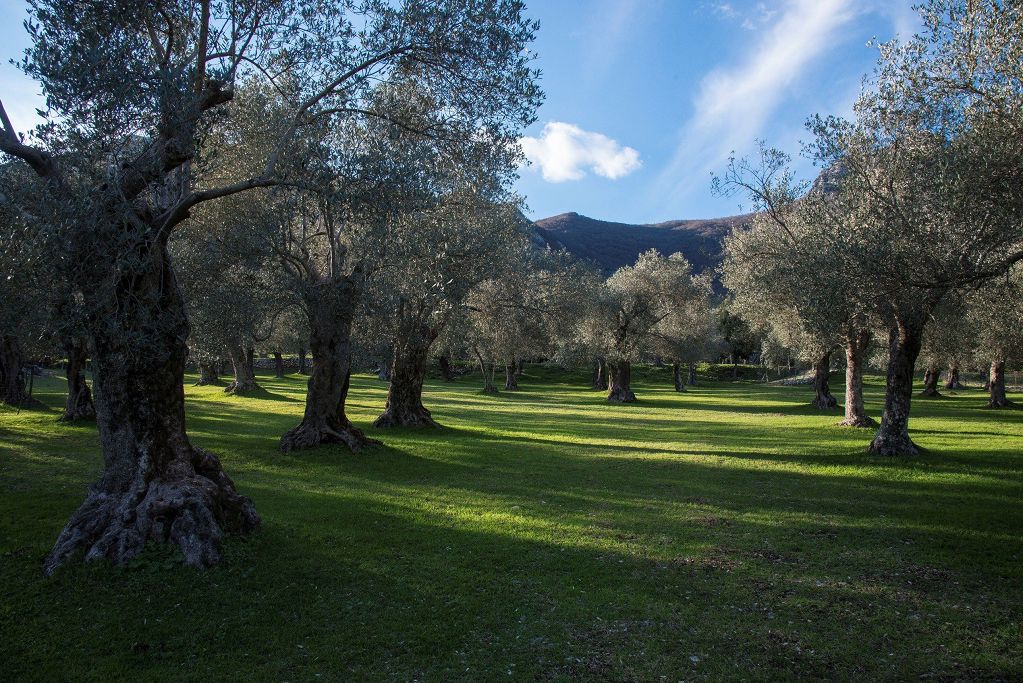 Olio, prezzi alle stelle? Vademecum acquisto extravergine made in Italy