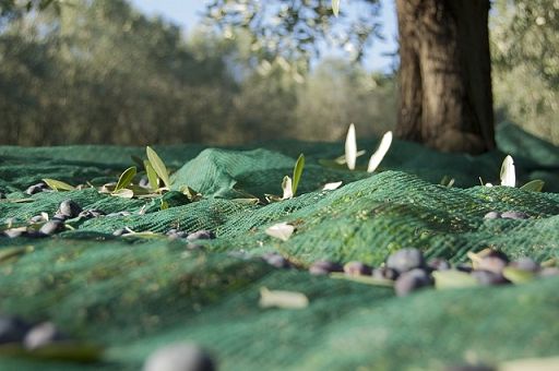 Olio extravergine, nel senese riduzione produzione del 40-50%
