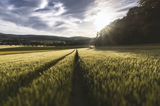 Agricoltura, in Campania al via bandi Psr per 35 milioni di euro
