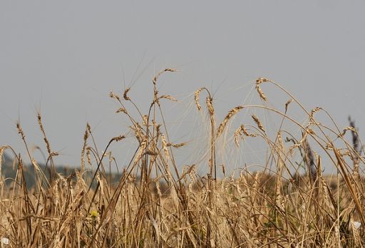 In Campania un nuovo presidio Slow Food: è il grano marzellina