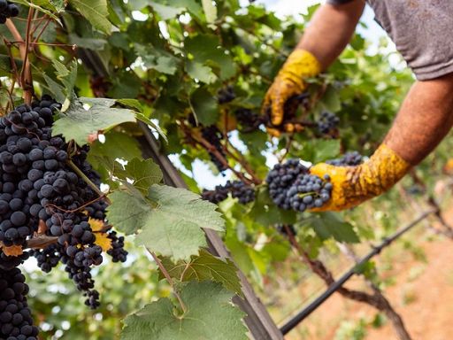 Copa Cogeca: vendemmia Ue -5,5% rispetto media quinquennale