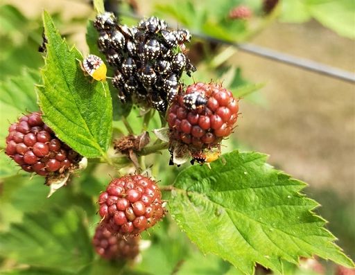 Da cimice asiatica gravi danni a raccolta nocciole in Lazio
