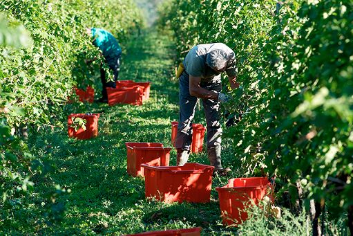 Dal 4 al 12 novembre al via Cantine aperte a San Martino