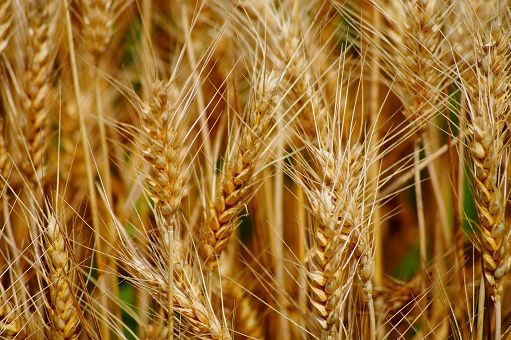 Grano, Confagricoltura: bene controlli, ora norma definitiva su origine