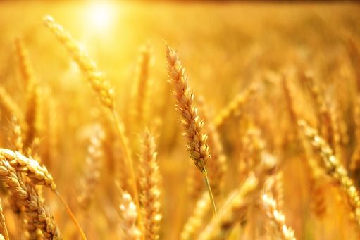 In E.-R. -20% superfici a grano duro, crescono soia e orticole