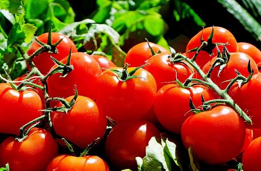 Pomodoro, produzione -20% nel Sud Sardegna ma qualità eccellente
