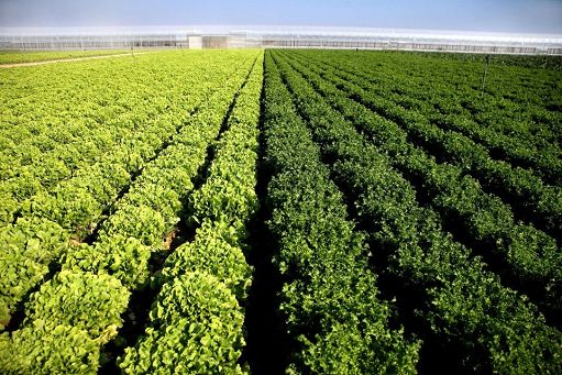 Unionfood: su IV gamma urge tavolo al Masaf con gdo, settore in sofferenza