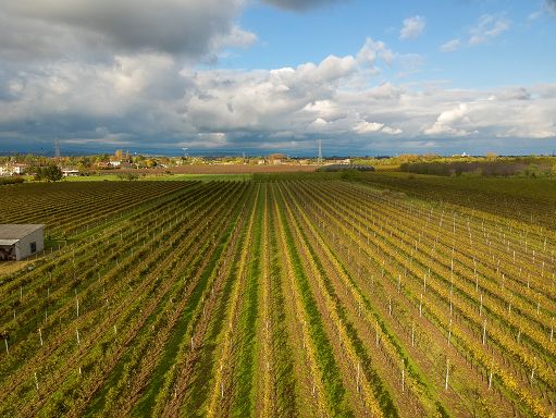 Oiv: nel 2023 produzione vinicola più bassa degli ultimi 60 anni