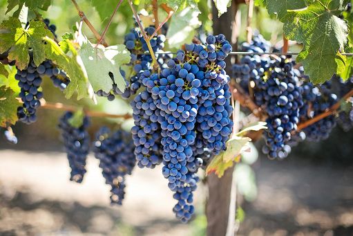 Sicilia scommette su aceto biologico vulcanico con vitigni Etnei