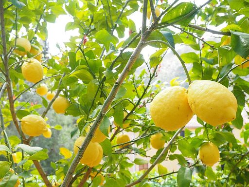 Al via raccolta limoni in Sicilia, produzione quasi dimezzata