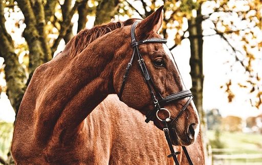 Lollobrigida a FieraCavalli: ippica e sport equestri sono centrali