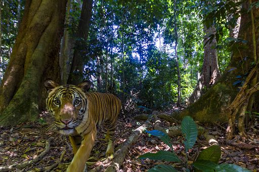WWF: fotografata in alta risoluzione una delle ultime tigri Malesia