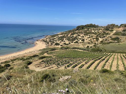 Vino, da 17 a 19 novembre i Comuni della Valle del Belìce a “Inycon”