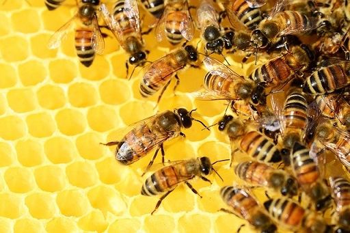 Federazione apicoltori: bene Parlamento Ue su etichette miele