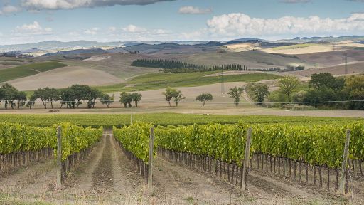 Enoturismo: a Montalcino estate a livelli pre-Covid grazie a stranieri