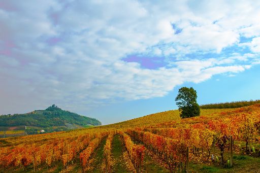 Ad Asti convegno su crisi clima e sostenibilità economica nel vino