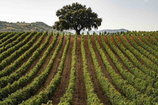 Consorzio vini Doc Sicilia: individuati 131 nuovi (presunti) cloni