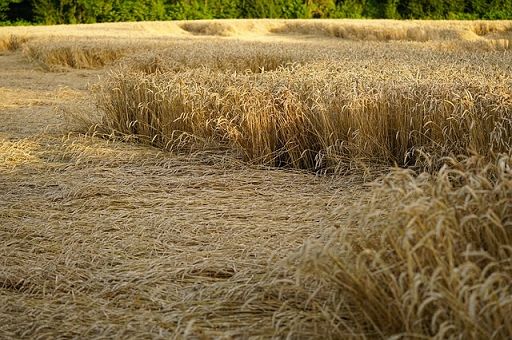 Danni estivi da vento e grandine, R. Lombardia dispone indennizzi