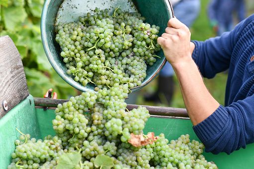 Vino, 43,8 mln hl in giacenza al 31 ottobre: -5,8% su ottobre 2022