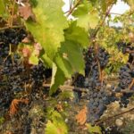 Vino, il 1 dicembre l’Expo del Consorzio Chianti Colli Fiorentini