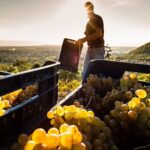 Vendemmia, stimato ulteriore calo tra il 20 e il 24% sul 2022