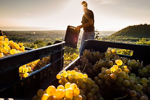Vendemmia, stimato ulteriore calo tra il 20 e il 24% sul 2022