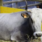 Fedagripesca: bene esclusione bovini da direttiva emissioni