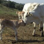 Assocarni: bene esclusione bovini da direttiva emissioni