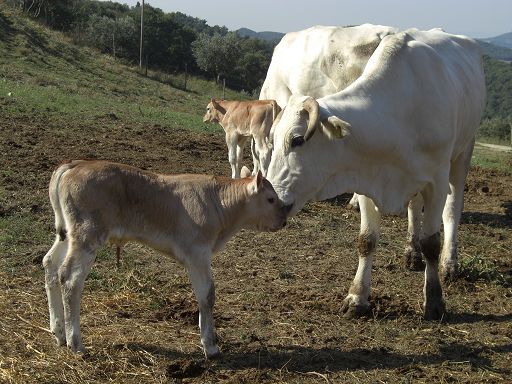 Assocarni: bene esclusione bovini da direttiva emissioni