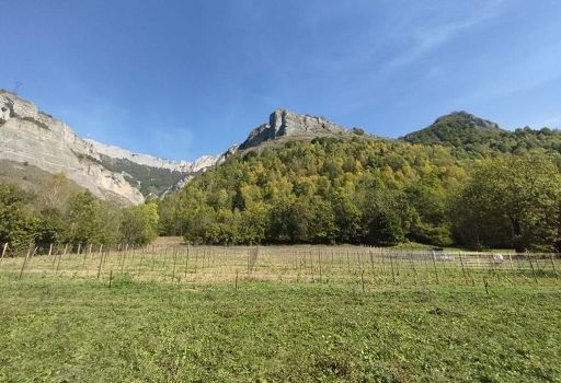 Vino, un Riesling a mille metri per rilanciare la montagna cuneese