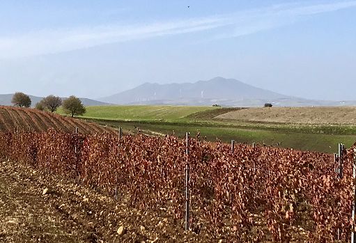 Vino, Cantina di Venosa lancia il suo primo Metodo Classico