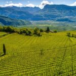 Vino, l’8 dicembre torna l’evento di Natale da Cantina Tramin