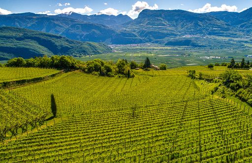 Vino, l’8 dicembre torna l’evento di Natale da Cantina Tramin