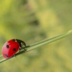 Biologico, D’Eramo: in Stato-Regioni intesa su piano nazionale