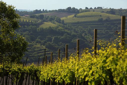 Vino, nel 2023 record imbottigliamenti per Doc Colli Berici e Vicenza