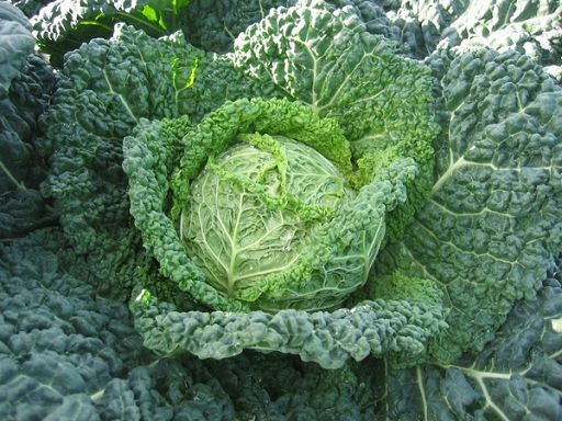 Agricoltura, nascono i bio-distretti dell’Emilia Romagna