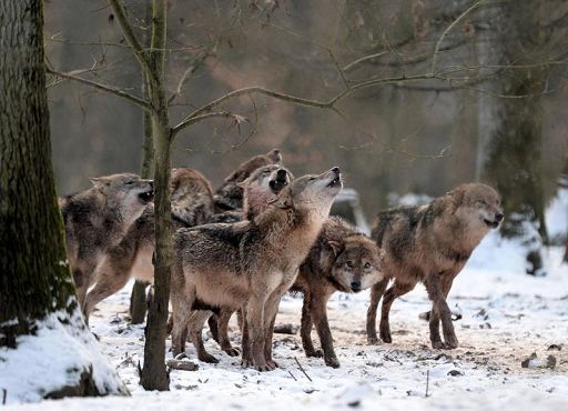 WWF: “Von der Leyen contro rigorosa protezione del lupo in Europa”