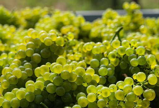 Vino, in 2023 in Veneto 13,6 mln di q. uva prodotta: -9,3% su 2022