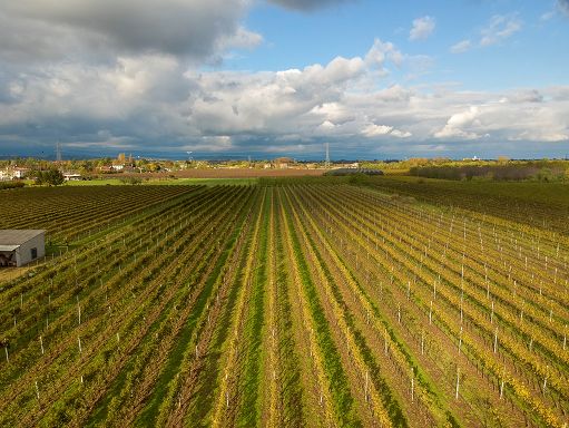 Da progetto Viresclima soluzioni green per viticoltura del futuro