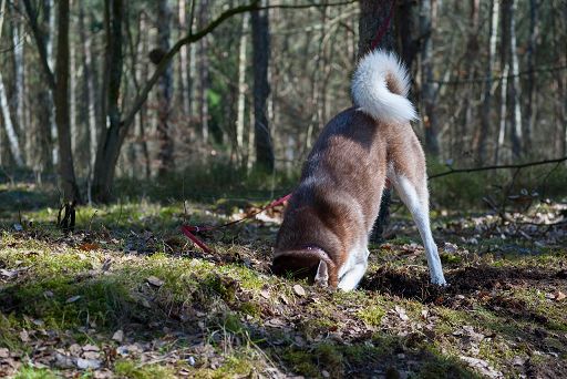 I cani scodinzolano e questo ci piace: uno studio indaga i perché