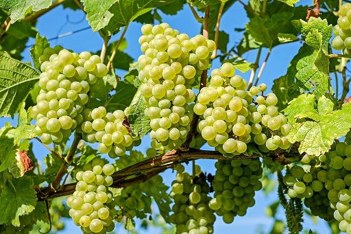 In Puglia il 60% della produzione italiana di uva da tavola