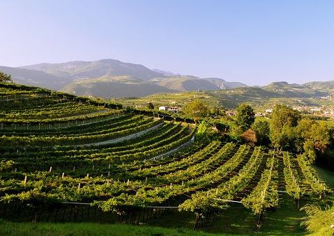 Vino, il 30 gennaio riparte il “Valpolicella education program”