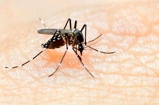 Dengue e chikungunya anche in Italia allarme malattie tropicali neglette