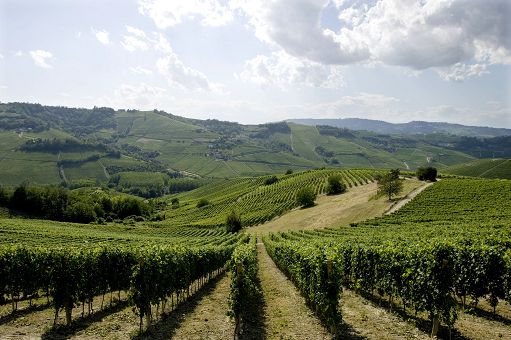 Vino, Cda Consorzio approva modifiche a Disciplinari Barolo e Barbaresco