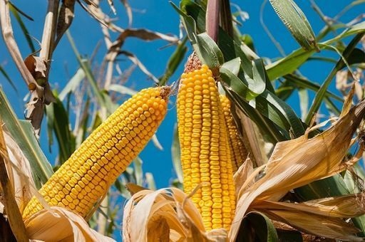 Crea: comparto mais soffre ancora, nel 2024 superfici in calo del 6%